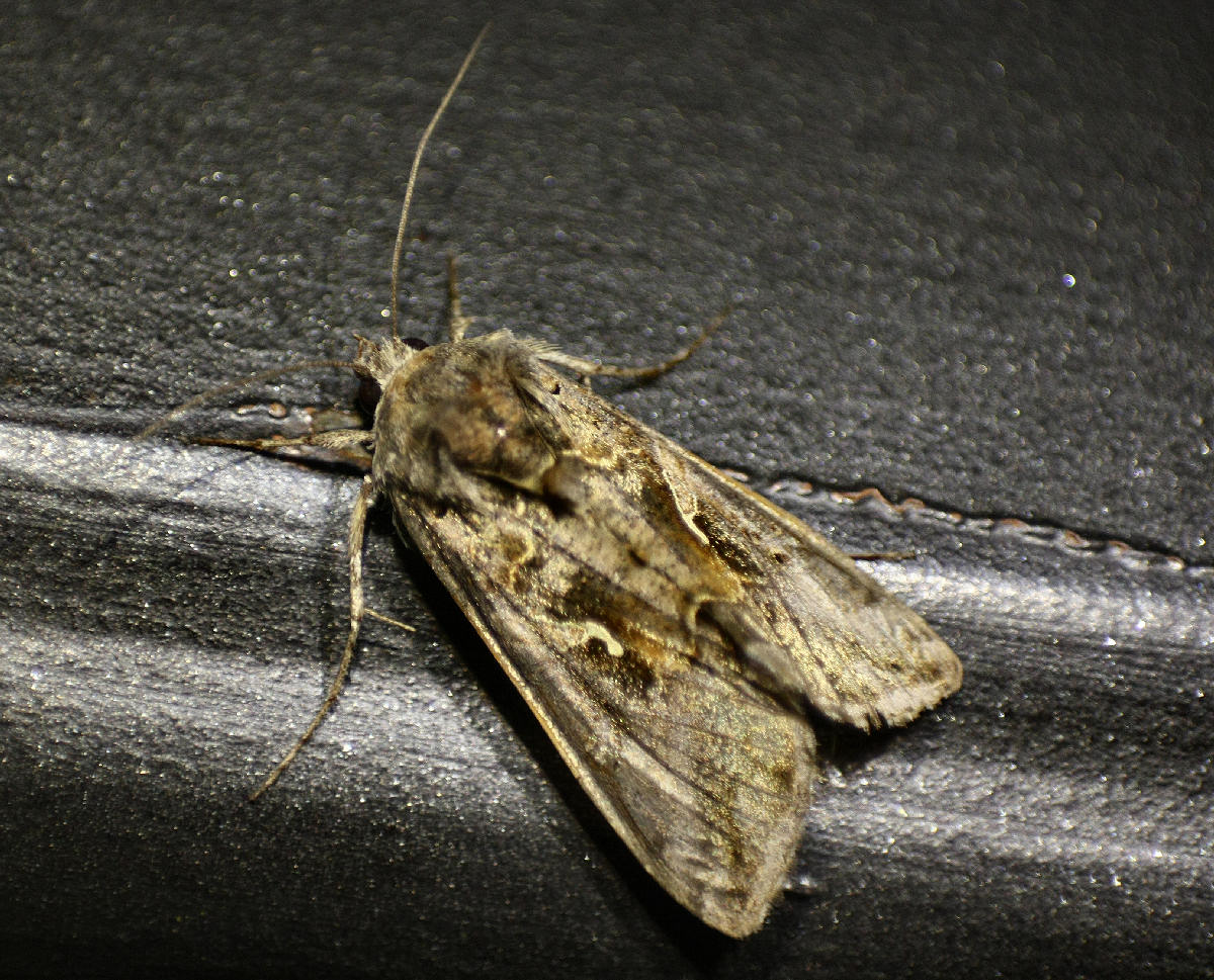 notturna da identificare - Autographa gamma